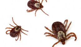Tiny ticks pose big problems