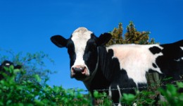 AAP warns of foodborne illness from raw milk