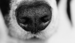 Can dogs detect prostate cancer?