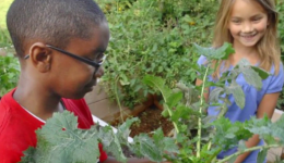 Teaching gardens promote healthy habits