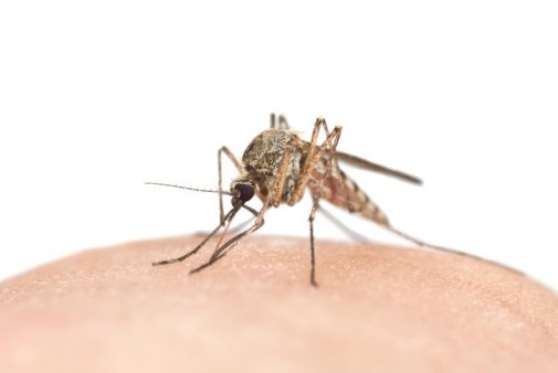 Chicago ranked No. 2 worst city for mosquitoes