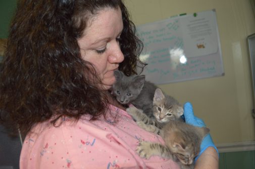 Hospital COO starts no-kill shelter, saves 250+ cats