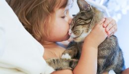 Rising concern for cat scratch disease
