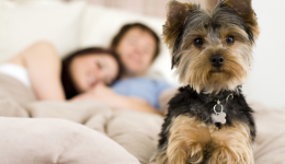 Should canines crash in your bed?