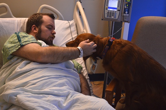 Hannah, a golden retriever, visits a patient on the unit after surgery.