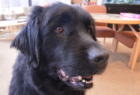Grace, a newfoundland, looks forward to her visit to the Cancer Care Center every Wednesday.