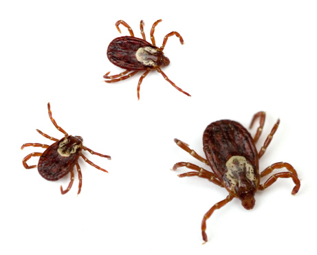 Tiny ticks pose big problems