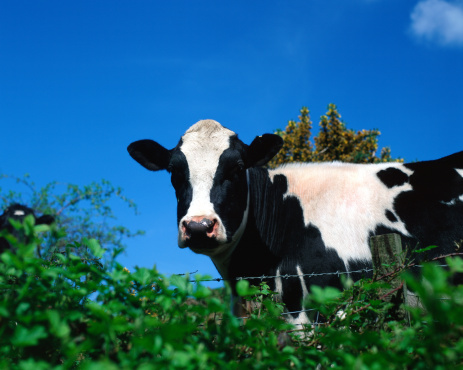 AAP warns of foodborne illness from raw milk