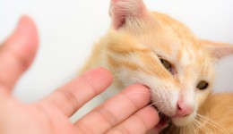 Should cat bites be taken more seriously?