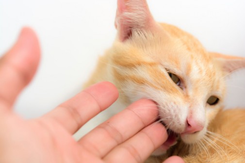 Should cat bites be taken more seriously?