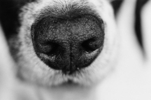 Can dogs detect prostate cancer?