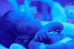 Growing number of elective early births up risks for newborns