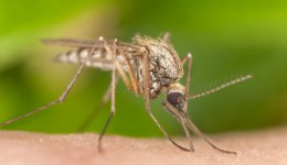 West Nile may be close to home