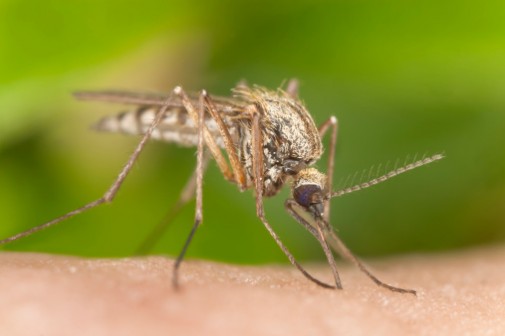 West Nile may be close to home