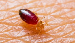 Keep your child safe from bedbug bites