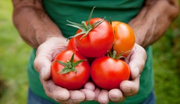 Can eating tomatoes lower risk of prostate cancer?