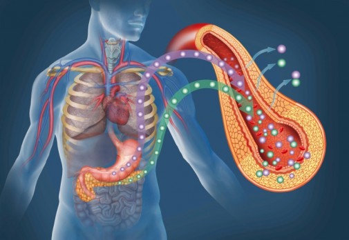 The liver and pancreas: ‘Fascinating’ organs