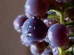 Can eating grapes improve your vision