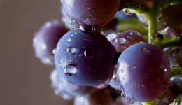 Can eating grapes improve your vision?