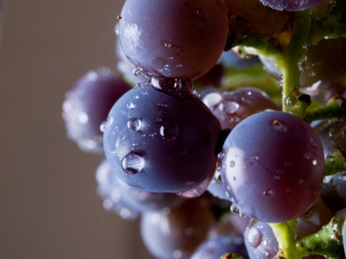 Can eating grapes improve your vision?