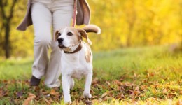 Overweight dogs motivate owners to get active