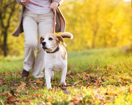 Overweight dogs motivate owners to get active