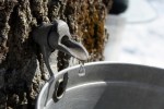 Maple syrup can fight bacteria