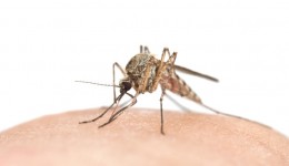 Chicago ranked No. 2 worst city for mosquitoes