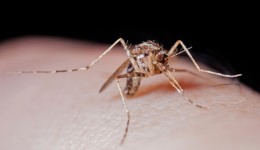 Why you’re a mosquito magnet