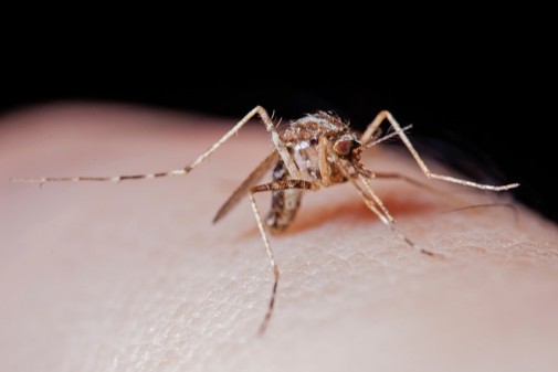 Why you’re a mosquito magnet