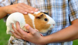 Animals ease anxiety for kids with autism