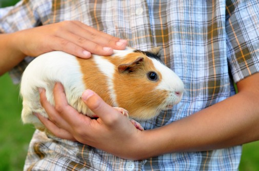 Animals ease anxiety for kids with autism