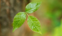 What you need to know about poison ivy