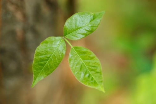 What you need to know about poison ivy