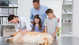 Death of a family pet? Here’s how to break it to your child