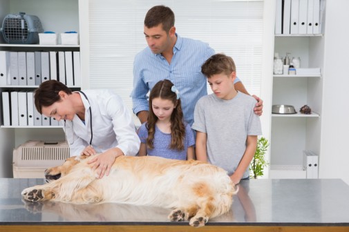 Death of a family pet? Here’s how to break it to your child