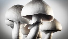 Can “magic mushrooms” treat depression?
