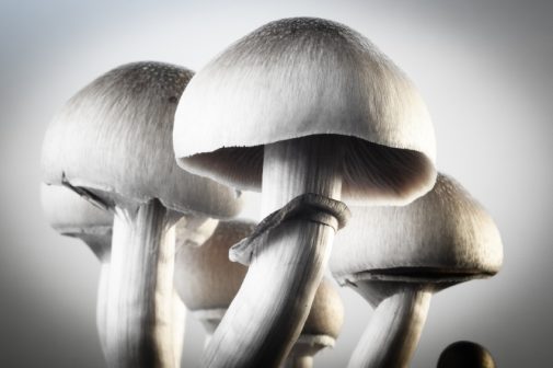 Can “magic mushrooms” treat depression?