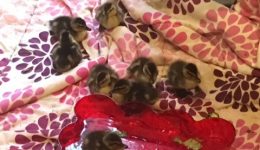 Elgin nurses, injured turkey team up to care for orphaned ducklings