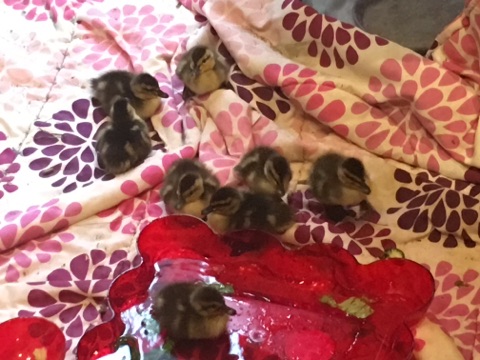 Elgin nurses, injured turkey team up to care for orphaned ducklings