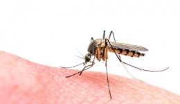 The ultimate Zika protection found in various insect repellents