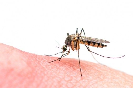 The ultimate Zika protection found in various insect repellents