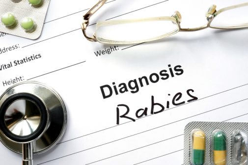 Beware: Chicago area bats infected with rabies