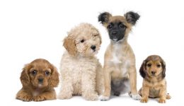 Can puppies help your marriage?