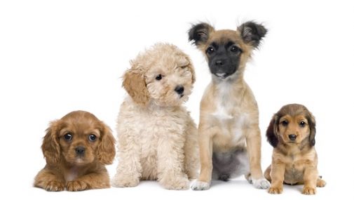 Can puppies help your marriage?