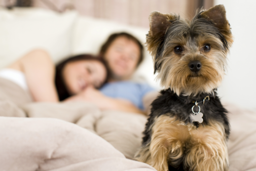 Should canines crash in your bed?