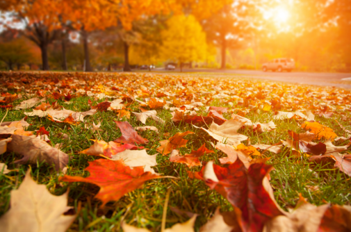 6 tips to turn your autumn chore into an exercise opportunity