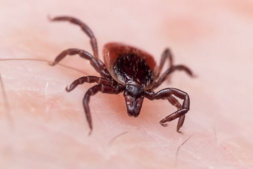 This creepy crawler is spreading more disease than ever