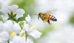 Bee prepared to deal with spring and summer stings