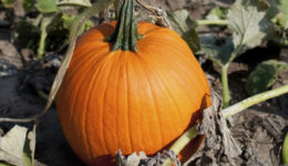 Can pumpkin benefit your skin?